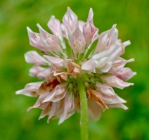 Trifolium hybridum