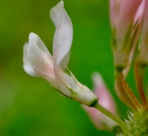 Trifolium hybridum