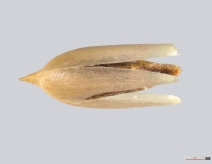 Navarretia mitracarpa