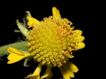 Helenium puberulum