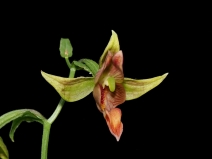 Epipactis gigantea