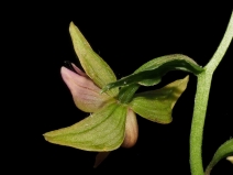Epipactis gigantea