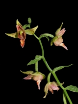 Epipactis gigantea