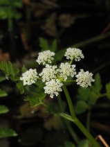 Oenanthe sarmentosa