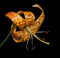 Lilium pardalinum