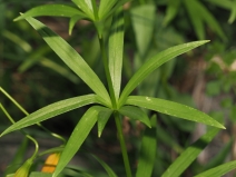 Lilium pardalinum