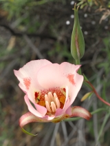 Calochortus venustus