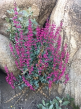 Penstemon clevelandii