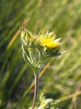 Potentilla gracilis var. gracilis