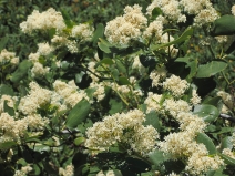 Ceanothus velutinus var. hookeri