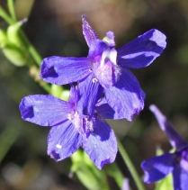 Delphinium parryi
