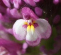 Castilleja exserta