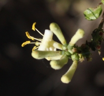 Lonicera subspicata var. denudata