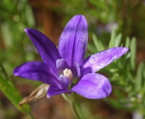 Brodiaea terrestris ssp. kernensis