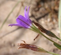 Brodiaea terrestris ssp. kernensis