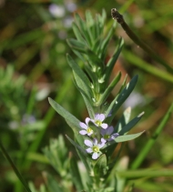 Lythrum hyssopifolia