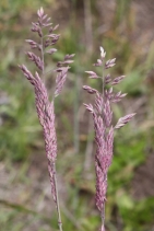 Holcus lanatus