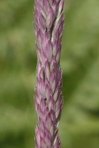 Holcus lanatus