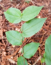 Prosartes hookeri