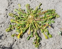 Calyptridium monandrum