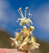 Eriogonum elongatum var. elongatum