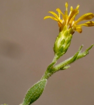 Solidago velutina ssp. californica