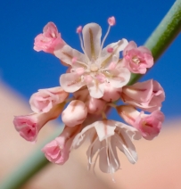 Eriogonum cithariforme var. agninum