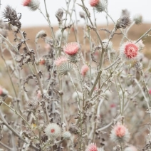 Cirsium occidentale