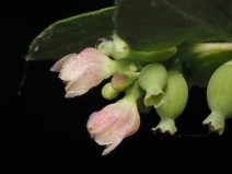 Symphoricarpos albus var. laevigatus