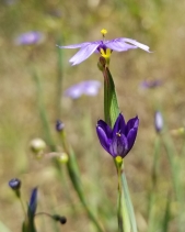 Sisyrinchium bellum