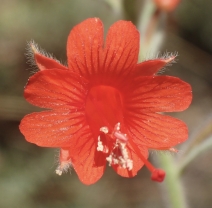 Epilobium canum ssp. canum