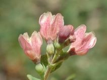 Symphoricarpos mollis