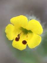 Mimetanthe pilosa