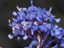 Ceanothus foliosus var. viejasensis