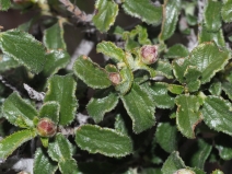 Ceanothus foliosus var. viejasensis