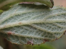 Ceanothus foliosus var. viejasensis