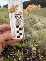 Eriogonum umbellatum var. juniporinum