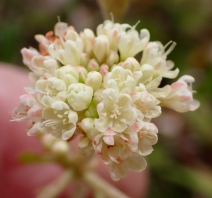 Eriogonum umbellatum var. juniporinum