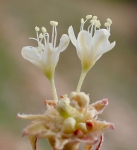 Eriogonum umbellatum var. juniporinum
