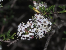 Ceanothus ophiochilus