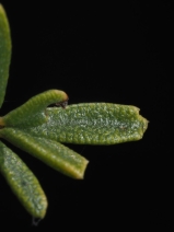 Ceanothus ophiochilus