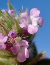 Verbena bracteata