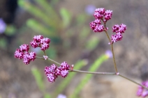 Chorizanthe staticoides