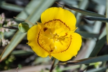 Calochortus clavatus