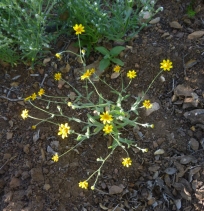 Monolopia gracilens