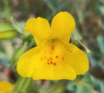 Mimulus guttatus