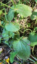 Mimulus guttatus
