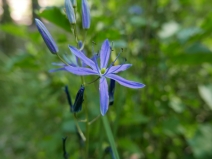 Camassia leichtlinii ssp. suksdorfii