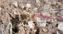 Horkelia tridentata var. flavescens