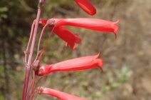 Penstemon centranthifolius